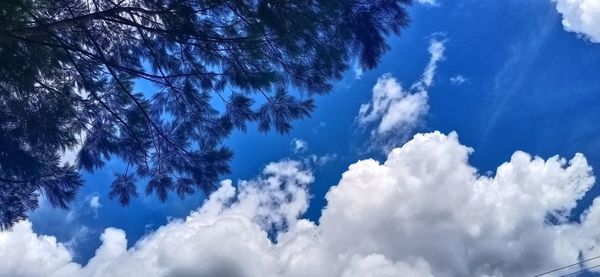 Low angle view of trees against blue sky