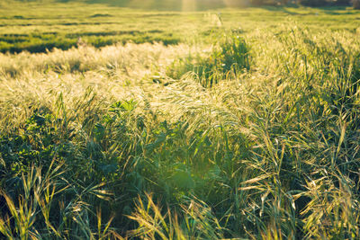 Close-up of stalks in field