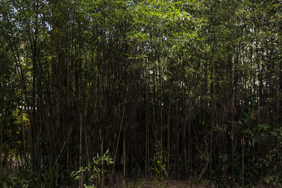 View of trees in forest