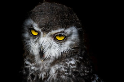 Close-up portrait of owl against black background