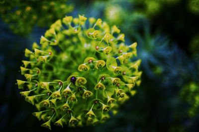 Close-up of flowering plant
