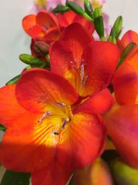 Close-up of red flower