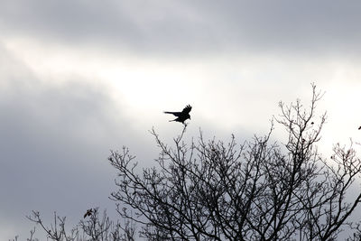 Low angle view of silhouette bird flying in sky