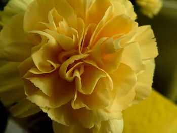 Close-up of yellow flower blooming outdoors