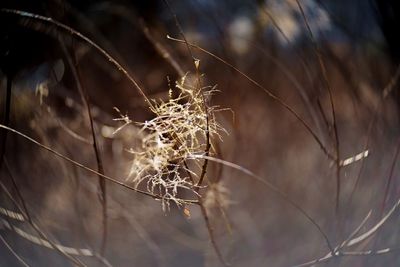 Close-up of spider web on dry plant