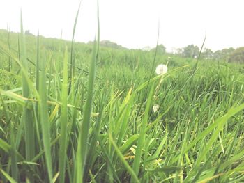 Close-up of green grass on field against sky