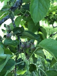 Close-up of fruits growing on tree