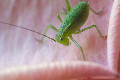 Close-up of insect