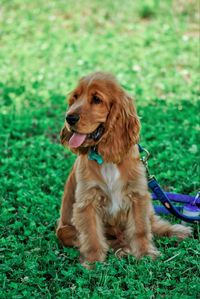 Dog sitting on grass