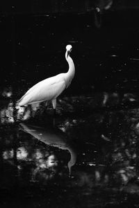 Bird flying over lake