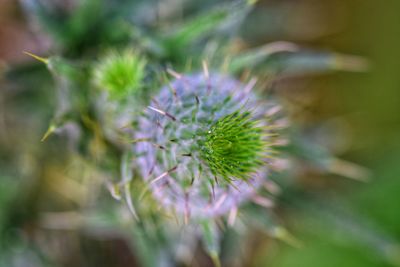 Close-up of thistle flower