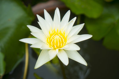 Close-up of white flower