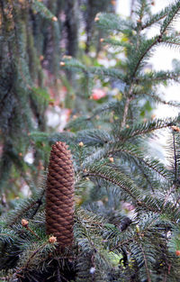 Close-up of pine cone on tree