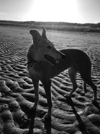 Dog standing on beach