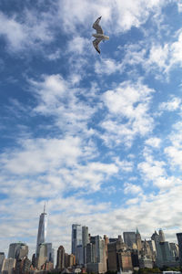 Low angle view of birds flying over buildings