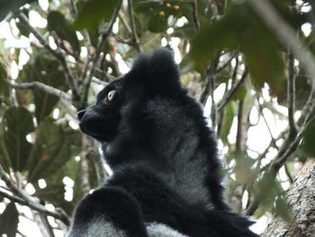 Low angle view of black cat on tree