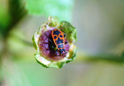 Close-up of insect on flower