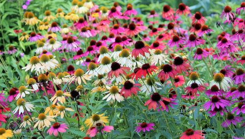 Close-up of flowers blooming outdoors