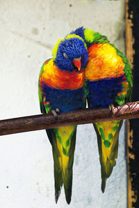 Close-up of parrot perching on branch