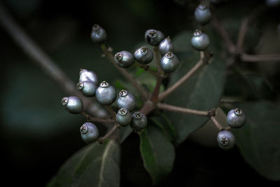 Close-up of buds in botanical garden