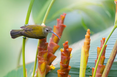 Close-up of bird perching on plant