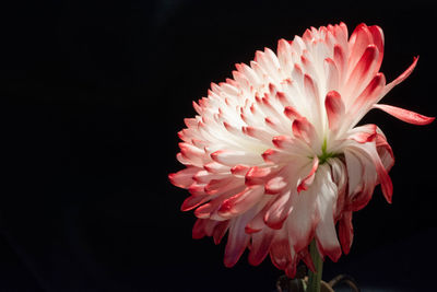 Close-up of pink flower against black background