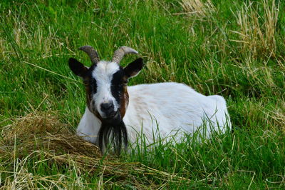 Close-up of goat on field