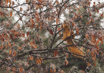 Close-up of dry leaves and squirrel on tree during winter