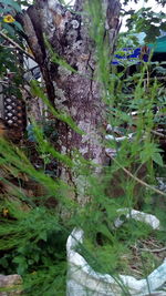 Close-up of tree trunk in forest