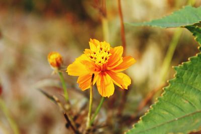 Close-up of yellow flower