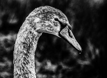 Close-up side view of a bird against blurred background