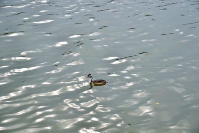 High angle view of ducks swimming in lake