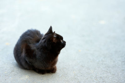 Black cat looking upwards