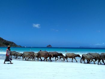 People standing on shore against blue sky