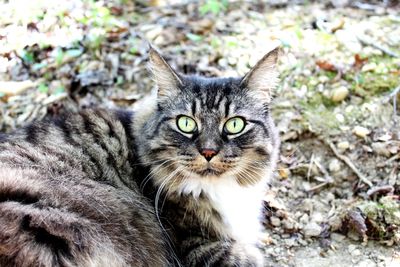 Close-up portrait of cat