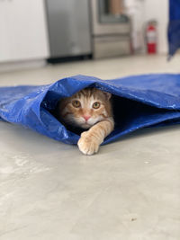 Portrait of cat relaxing on floor