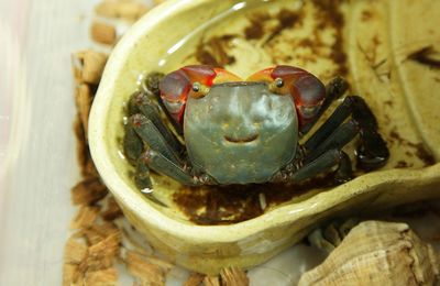 High angle view of crab in pot