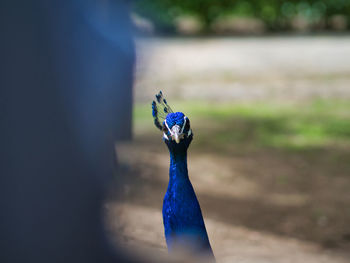 Close-up of peacock