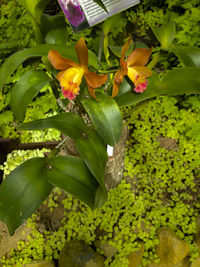 Close-up of yellow flowering plant