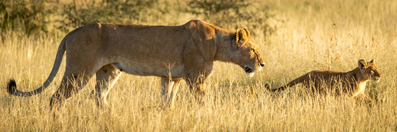 Panorama of lioness and cub in savannah