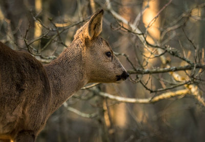 Close-up of roe deer standing in forest