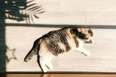 High angle view of cat on hardwood floor