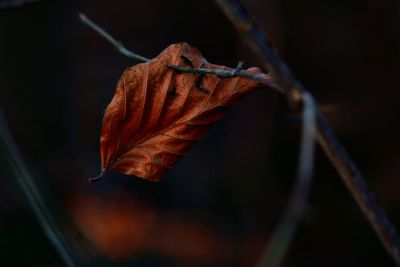 Close-up of dry leaf against blurred background