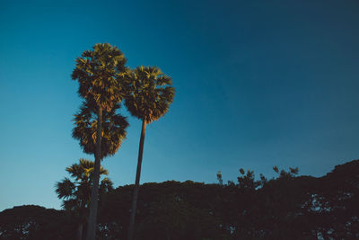 Low angle view of trees against blue sky