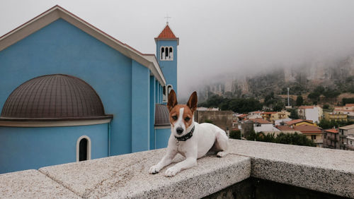 Portrait of dog sitting on street