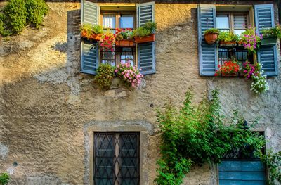 Ivy growing on house