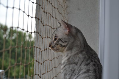 Close-up of a cat looking away