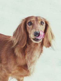 Portrait of dachshund against white background