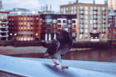 Close-up of bird perching on retaining wall in city