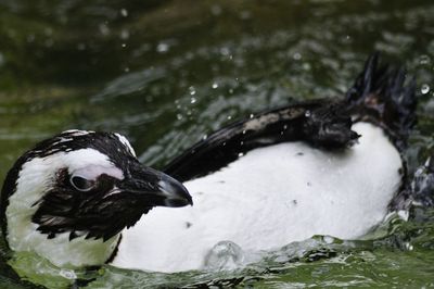 Close-up of duck swimming in water